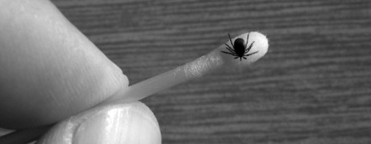 Tick on a stick