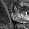 Rabies