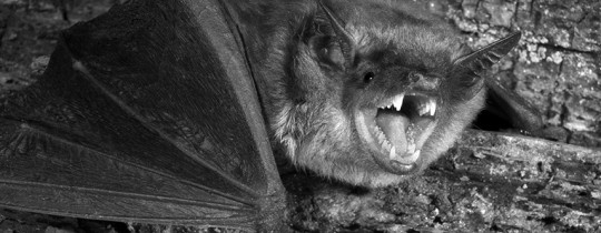 Big brown bat