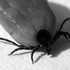 Tick-Borne Encephalitis