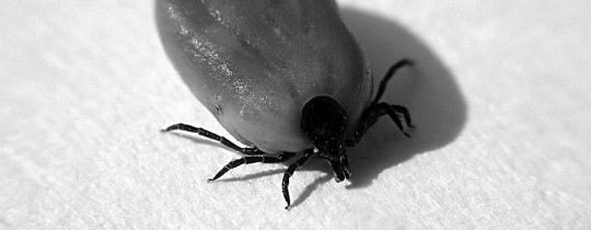 Tick-bourne encephalitis