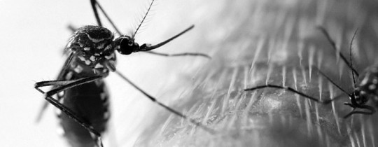 Blood fed mosquitos may carry yellow fever